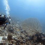 Sub, Immersione, Barriera Corallina, Mar Rosso, Golfo di Aqaba, Giordania